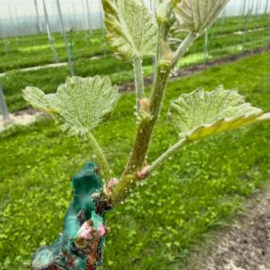 Zomer arrangement | Volwassenen | 15 juli
